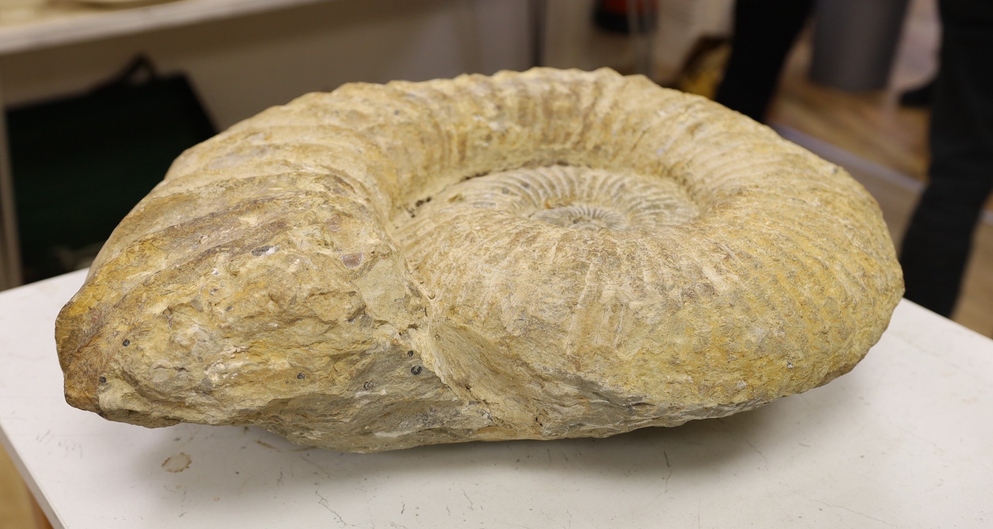 A large ammonite fossil specimen, approx 56 cms x 48 cms